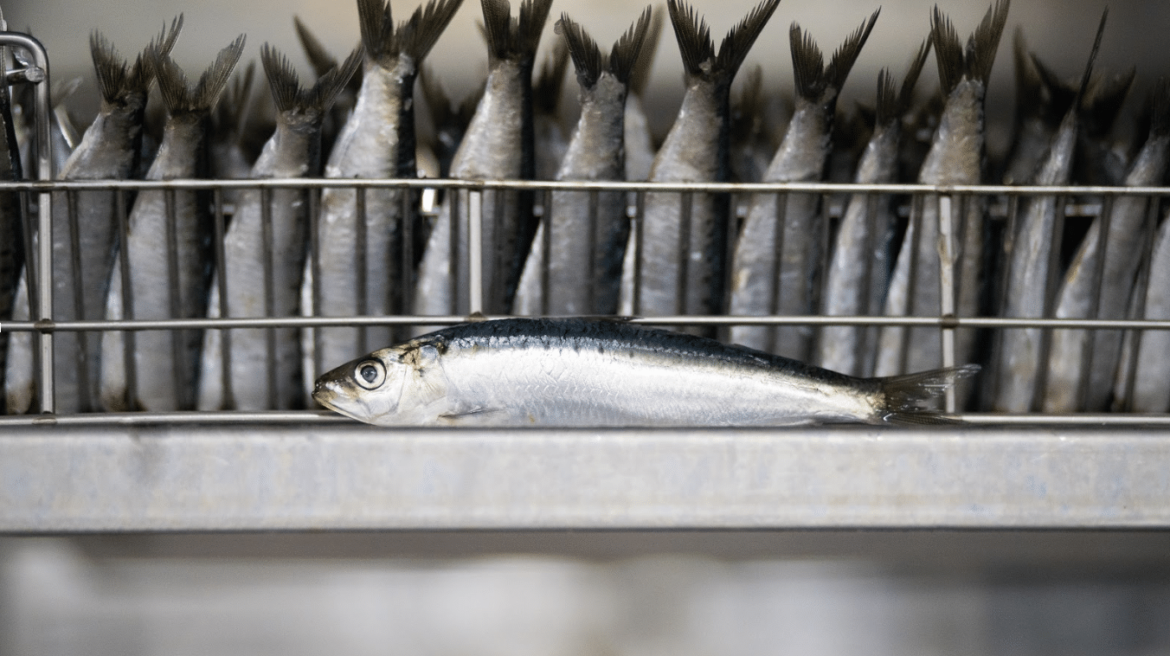 loise-barbé-photographe-brest finistere bretagne-sardines-compagnie-bretonne-poisson-penmarch-furic